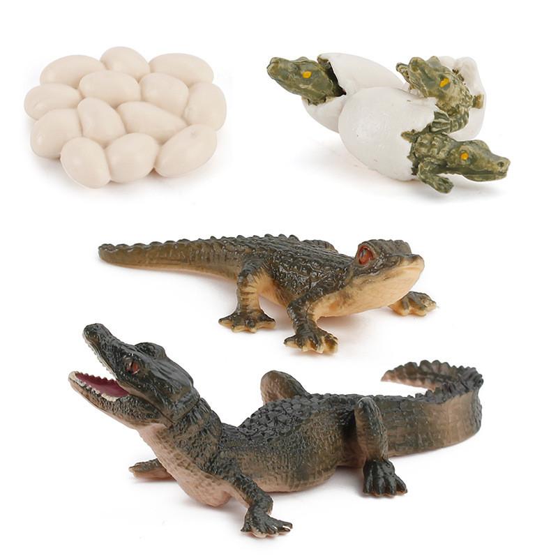 Crocodile Animal Life Cycle Model Pvc Toy For Educational Science Teaching And Display