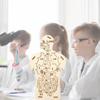 Edukacyjny Zestaw do Eksperymentów Naukowych dla Dzieci DIY Drewniane Puzzle Anatomia Ludzkiego Układu Trawiennego Konfigurowalny