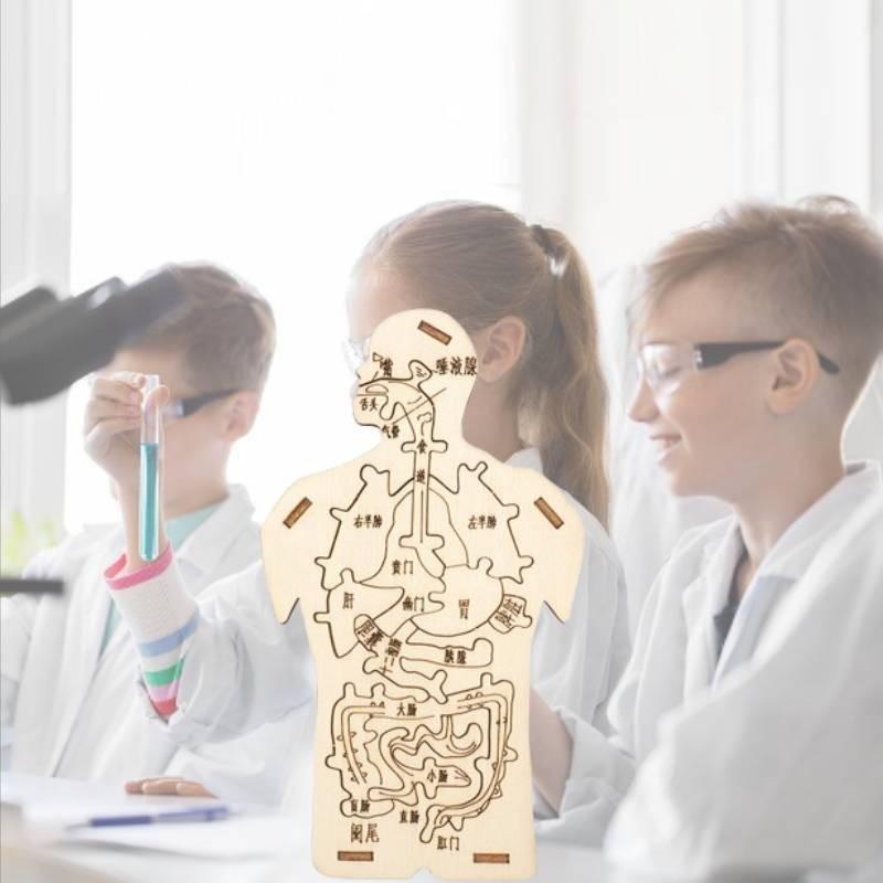 Children's Educational Diy Wooden Human Digestive System Anatomy Puzzle Science Experiment Kit Customizable