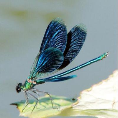 Diamond Mosaic Diy Diamond Painting Dragonfly Home Decoration Wall Sticker Diamond Embroidery