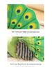Peacock Plush Toy Doll - Zoo Souvenir for Kids
