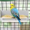 Hanging Parrot Water Feeder Bowl, Plastic Food Container For Budgerigar Cockatiel, White Cage Accessory For Small Birds