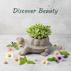 Stone Little Turtle Planter Vase: Succulent Ornament for Indoors