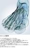 RL Socks SLR Racing Gaiter Left and Lightweight Graduated Japan Size M to Japanese Size Leggings, Right, & High-Density, Compression,