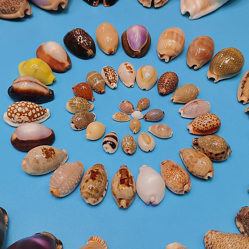 Vzácný přírodní exemplář mušle kauri pro akvárium nebo středomořskou domácí dekoraci