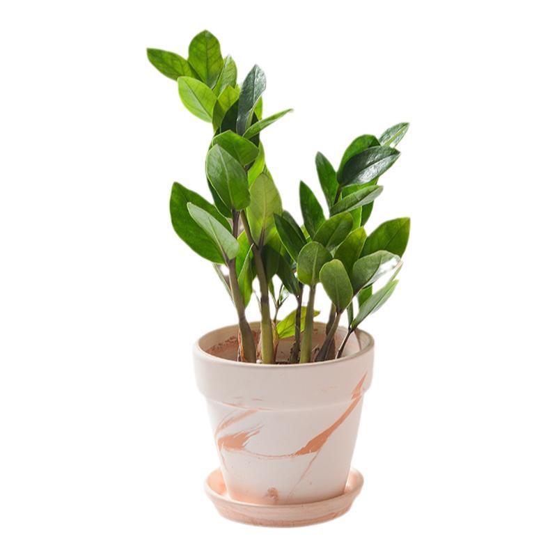 Terracotta Nordic Ceramic Flower Pot with Tray - Large, Coarse Pottery for Succulents and Pothos