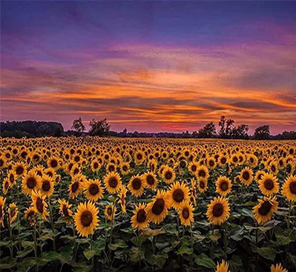 RUOPOTY Picture By Numbers Sunflower Flower Wall Art Unique Gift HandPainted Paint By Number Butterfly Decoration