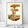 Vintage Mushroom Specimen Canvas Painting Antique Wall Art Herbal Pictures Science Posters and Prints Home Office Decor Cuadros