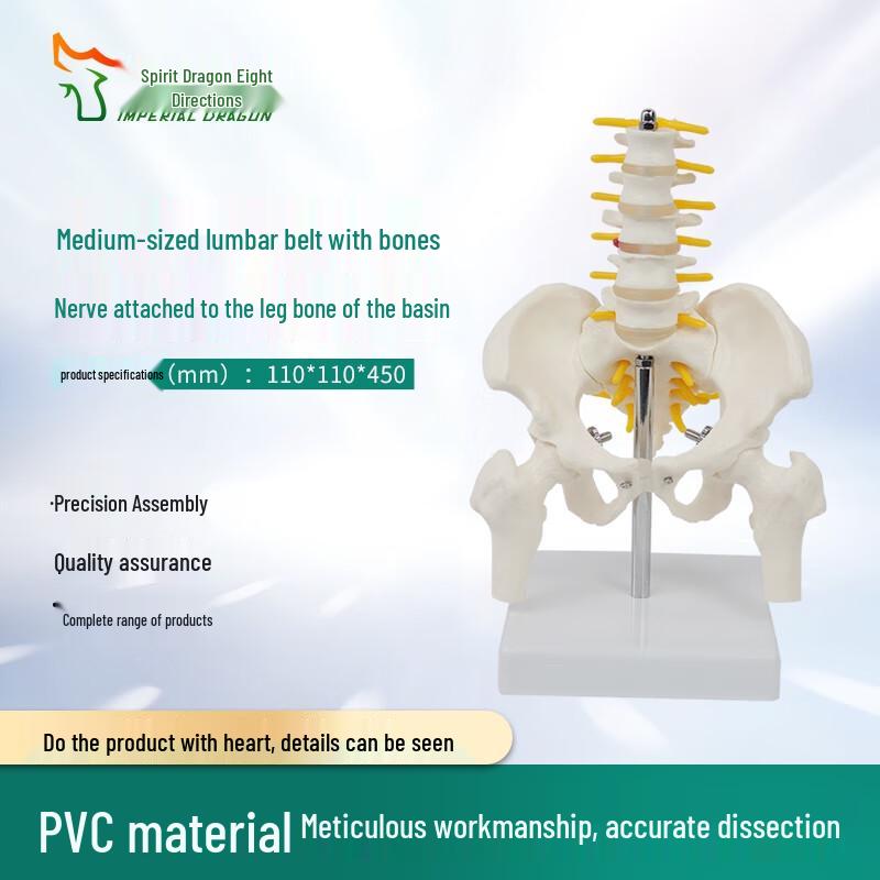 Anatomical Lumbar Spine Model with Pelvis and Femur