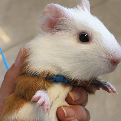Cute Adjustable Traction Rope Solid Color Hand Pet Rope Hamster Rope Junior