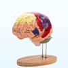 Modelo de Anatomía Cerebral Muestra el Tronco Encefálico y Otras Partes del Cerebro Humano