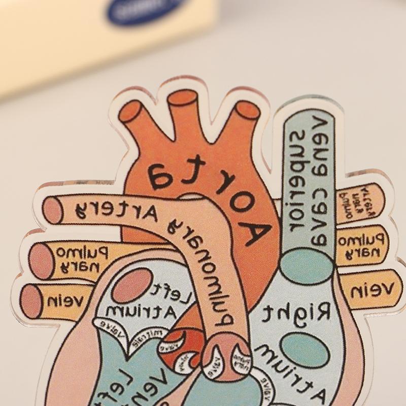 2D Heart Anatomy Acrylic Model - Educational And Decorative Teaching Tool For Home Office Classroom Clinic Medical Office