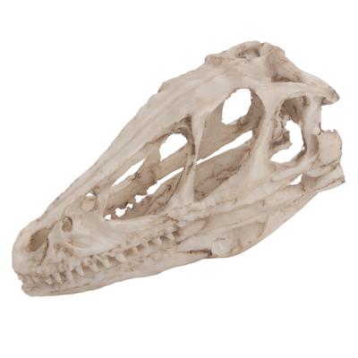 Modello Teschio di Dinosauro in Resina Scheletro di Animale Simulato Decorazione per Casa Ufficio Artigianato Oggetto Didattico