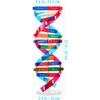 NUOBESTY Double Helix DNA Model Kit DNA Structure Models Human Genes Learning Kit for Biological Teaching Prop