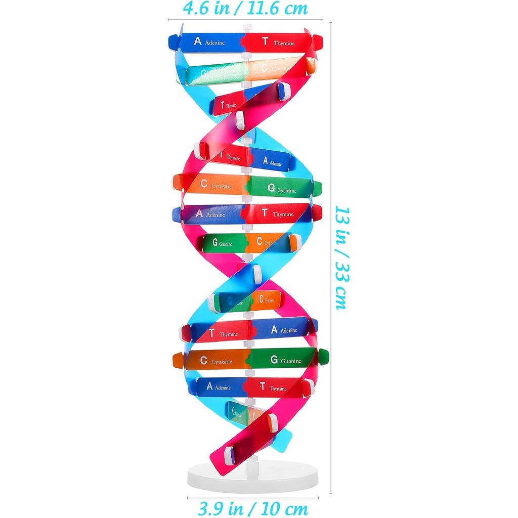 NUOBESTY Double Helix DNA Model Kit DNA Structure Models Human Genes Learning Kit for Biological Teaching Prop