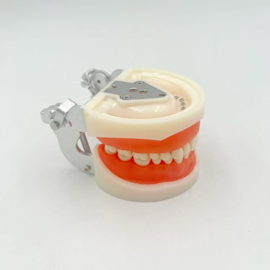 Modelo Dental No Extraíble con 28 Dientes