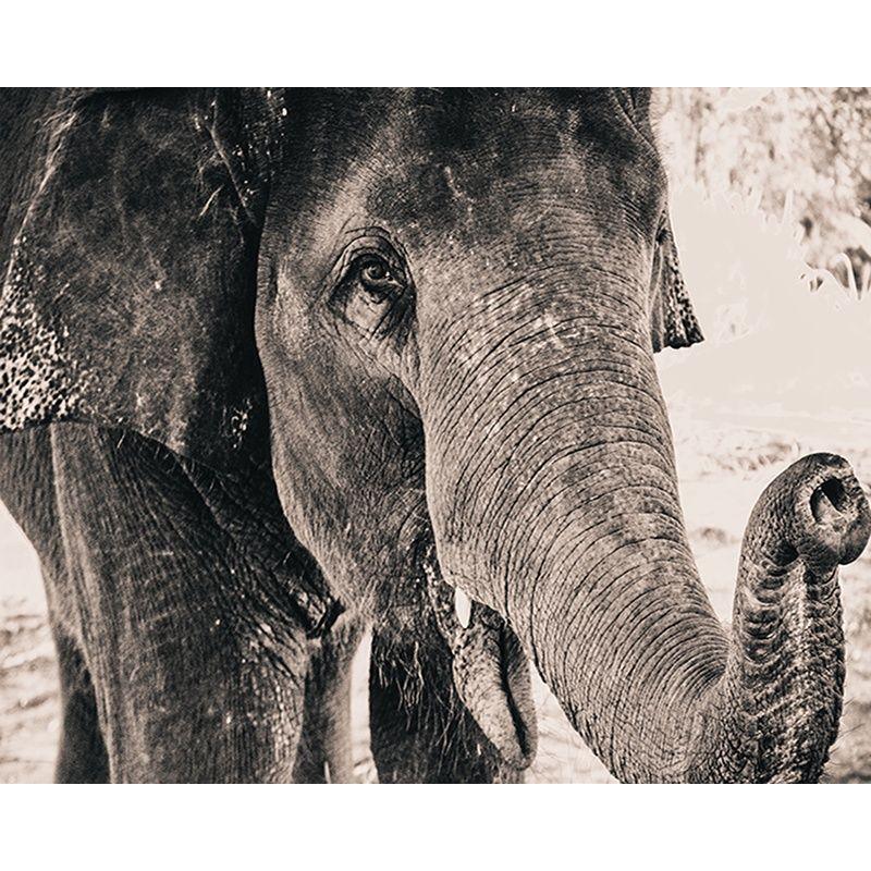 5D DIY Diamond Embroidery Animal Elephant Full Round Drill Diamond Painting Cross Stitch Home Decoration Handmade Gi