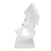 Professional Hip Bone Model Realistic Human Hip Joint Model Hip Joint Teaching Skeleton
