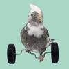 Parrot Balance Toy Mini Double Row Roller Skates Pet Small Bird Intelligence Interactive Training Toy Rotary Wheels Bird Bicycle
