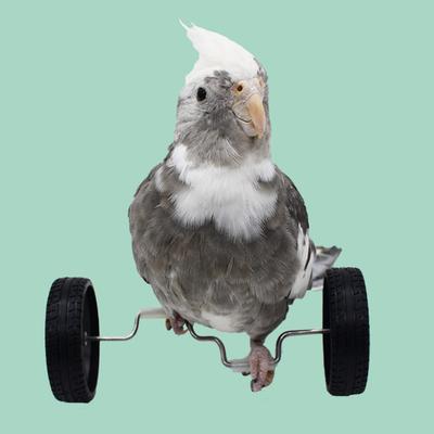 Parrot Balance Toy Mini dvouřadé kolečkové brusle Pet Small Bird Intelligence Interaktivní tréninková hračka Rotační kolečka Bird Bicycle