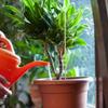 100 Plant Support Rods Gardening Tools Plant Support Rods 3mm * 20cm