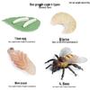 Frog Life Cycle Model Set: Tadpole to Frog Educational Toys for Kids