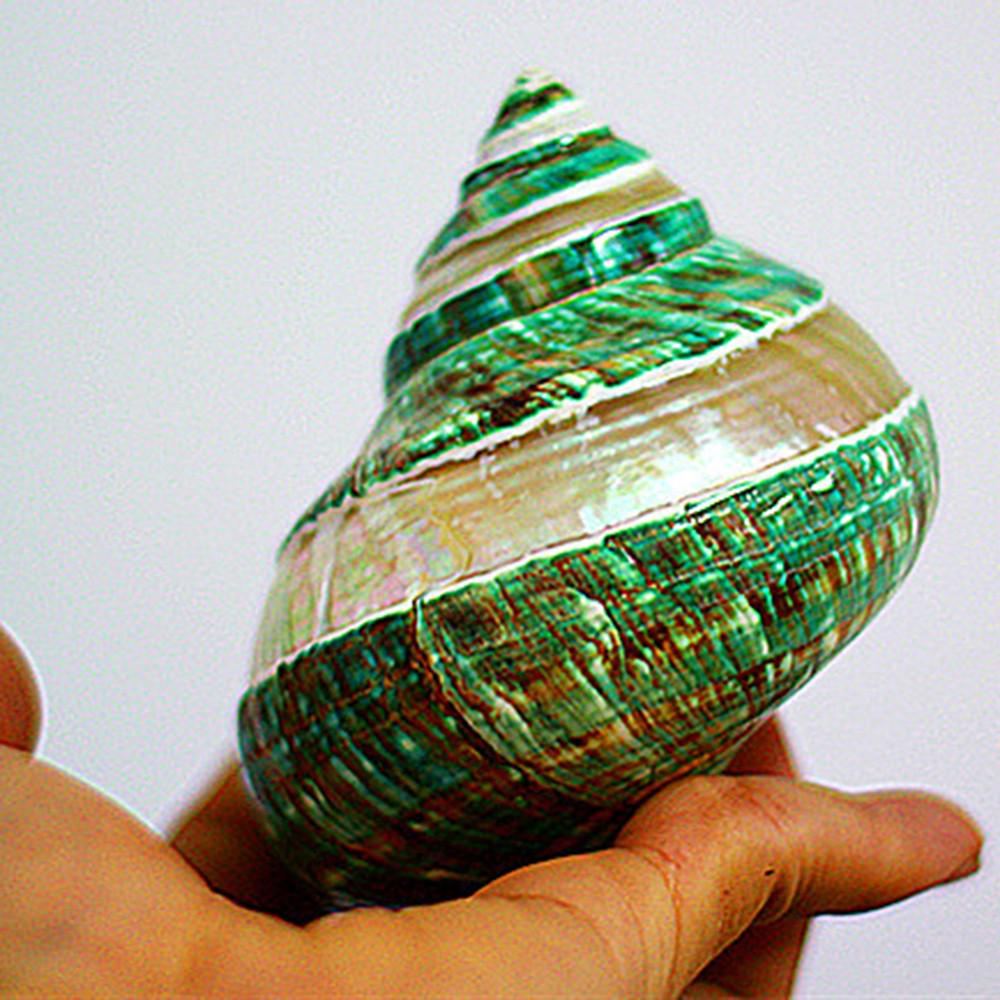 MUREX RUBICUNDUS BEAUTIFULL Campione Conchiglia Marina 3,5 Pollici - Foto 3