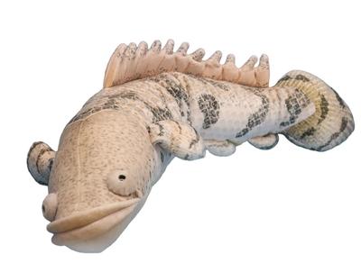 Take Off Polypterus Endrikerii