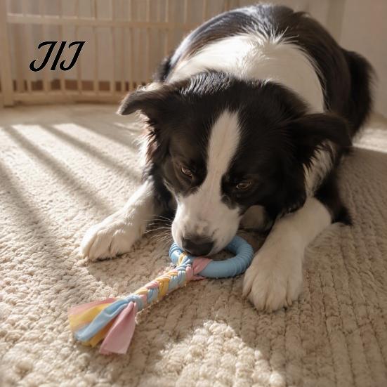 Interactive Tug Toys for Pets Dog Tug-of-War Toy, Rubber Ring with Braided Cloth Strips, Strips Toy Chew Small to Medium Dogs, Teeth Cleaning