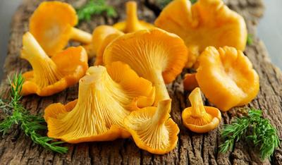 Yellow Chanterelle Mycelium - Κιτ καλλιέργειας μανιταριών