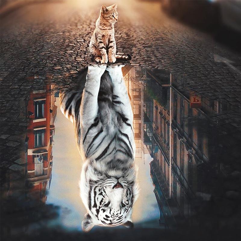 

5D Ручная алмазная живопись Мозаика Работа котенок Полный дрель Кваре / Круглый Алмазный Вышивка Подарок или Украшение
