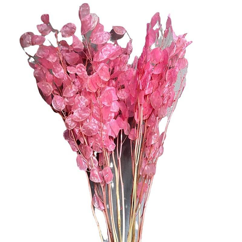 Silver Fan Dried Flower, White Flower Diy Home Decoration Bouquet, Natural Real Flower, Silver Fan Dried Flower, Immortal Flower