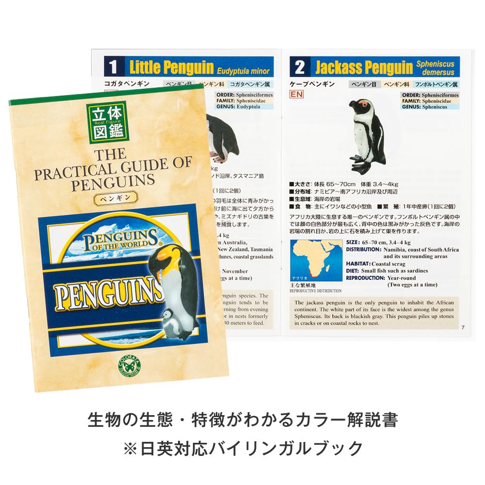 COLORATA Penguin 3D Picture Book 13 Pieces Explanation Real Figure Birthday Present Gift Sanitation Law Figure Penguin Christmas Present (12 Types, /