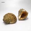Red Plum Spiral Shell: Hermit Crab Replacement & Aquarium Decoration