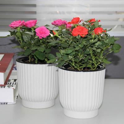 Lazy Hydroponic Flower Pot Automatic Water-Absorbing Flowerpot Desktop Double Layer Plastic Self Watering Planter Home Decor