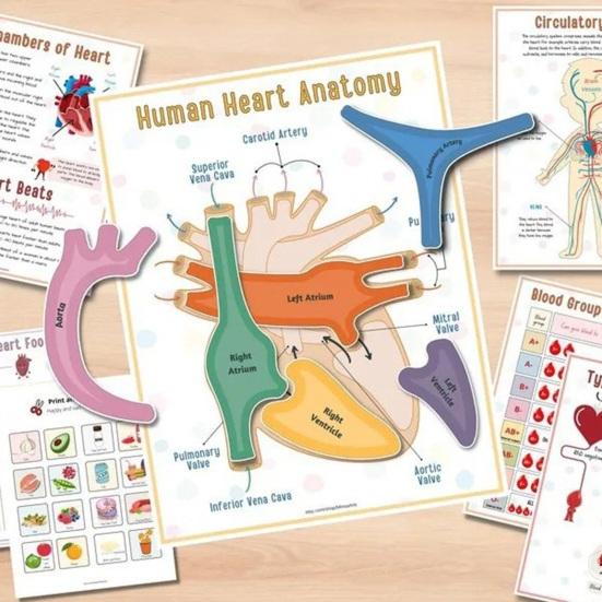 Anatomie des Menschen: Beschäftigungsbuch für Vorschulkinder im Kindergarten, Körperteile, Lernaktivitäten, Buch, interaktives pädagogisches Buch zum Entschlüsseln von Körpergeheimnissen