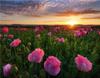 RUOPOTY Digital Painting Flower Sea Hand-Painted Wall Art Painting Unique Gifts On Canvas Sunset Pictures Home Decoration