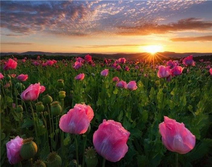 RUOPOTY Digital Painting Flower Sea Hand-Painted Wall Art Painting Unique Gifts On Canvas Sunset Pictures Home Decoration