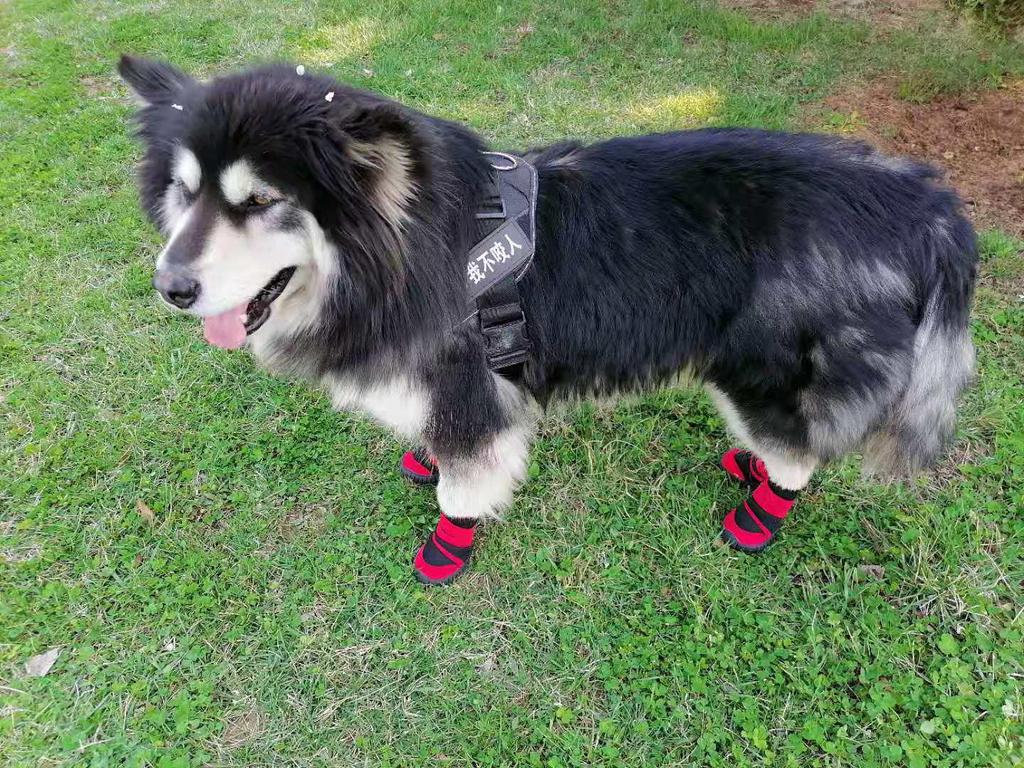 Breathable All-Season Comfortable Pet Dog Shoes