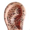 Human Ear Acupoint Auricular Model Highly Simulated Practice Teaching Aid for Learning