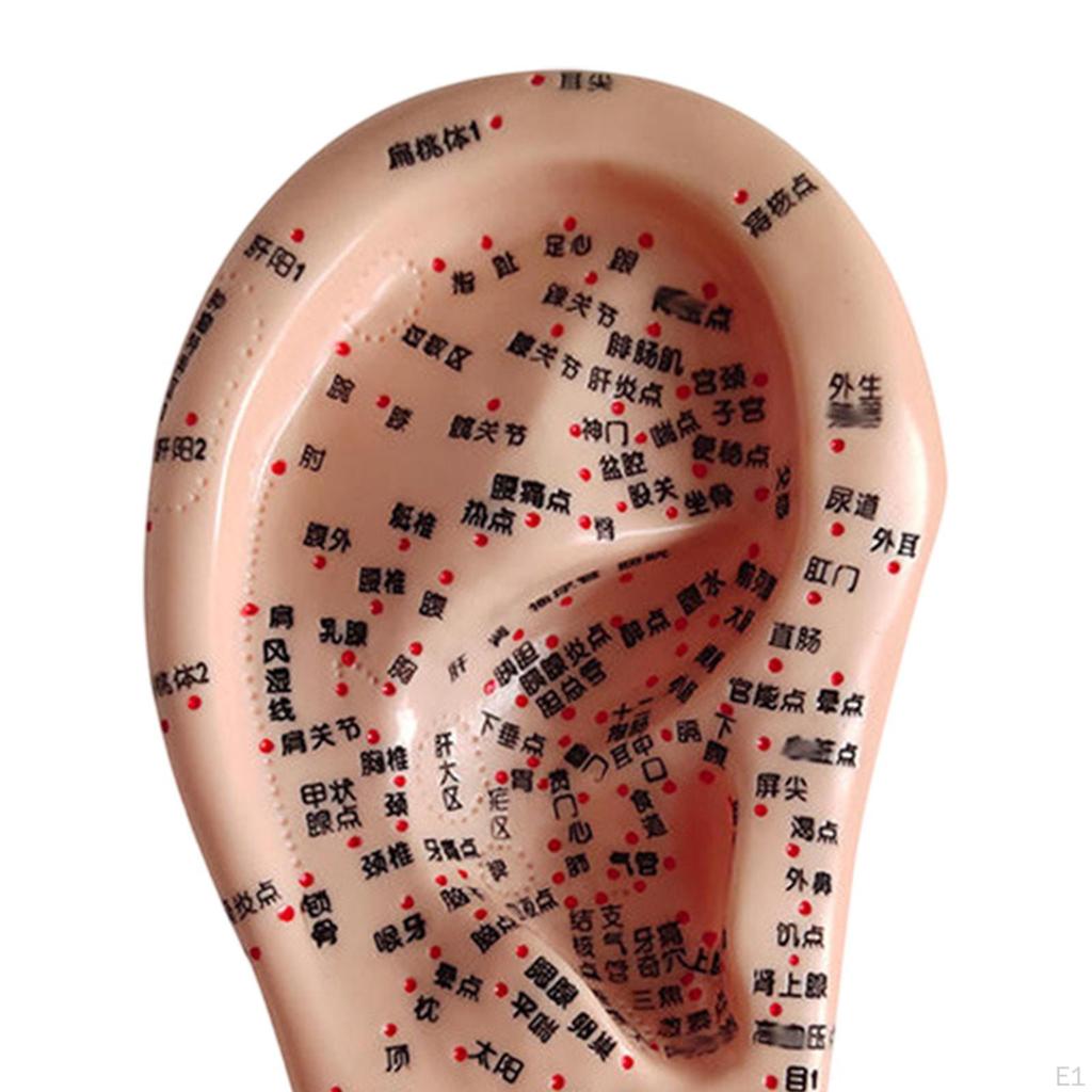 Human Ear Acupoint Auricular Model Highly Simulated Practice Teaching Aid for Learning