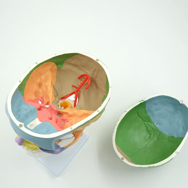 Colored Human Skull Model with Cervical Vertebrae and Spinal Nerves for Teaching and Simulation