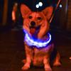 Glowing Pet Collar High Brightness LED Adjustable Light for Night Walks Pet Collar Light Accessories LED Light