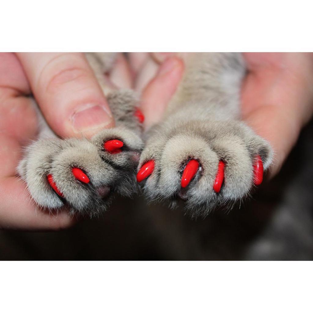 dog nail covers