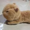 Capybara Plush Toy: Playful Gift for Besties