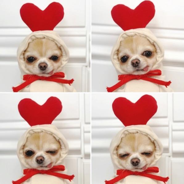 Dog clothes turned into dog cat clothes Small and medium-sized dog autumn and winter pet supplies Teddy Fatou cat clothing
