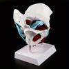 Female Pelvis Pelvic Floor Muscle Model Uterus Ovary Muscle Teaching Resources Educational Supplies Removable