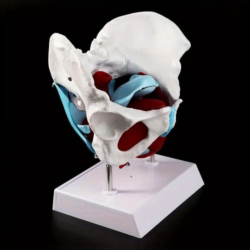 Female Pelvis Pelvic Floor Muscle Model Uterus Ovary Muscle Teaching Resources Educational Supplies Removable