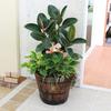 Takasho Träfat Planterare, Djup, Medium, PPW-02MN, 37 cm Djup x 30 cm Höjd x 37 cm Bredd, Brun