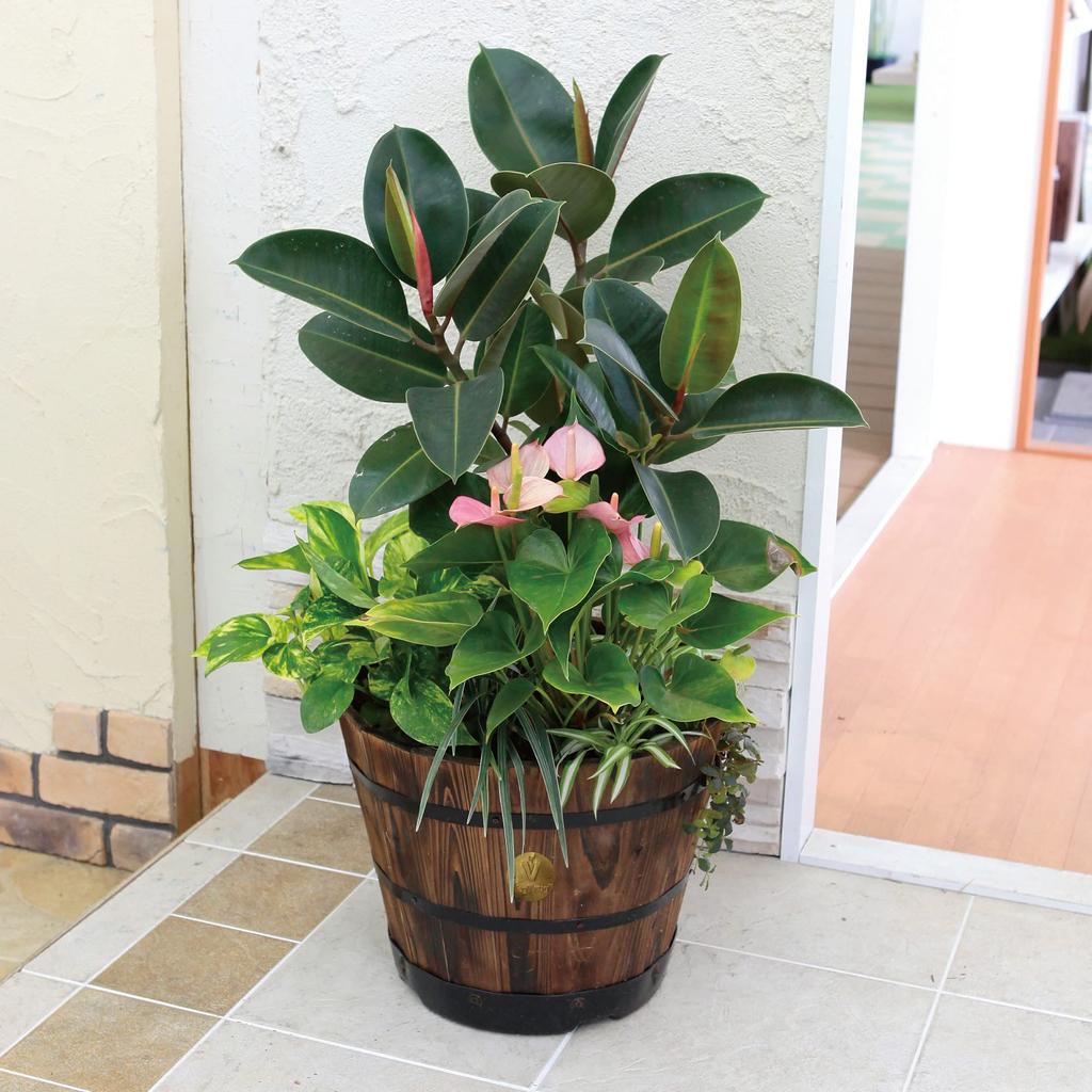 Takasho Träfat Planterare, Djup, Medium, PPW-02MN, 37 cm Djup x 30 cm Höjd x 37 cm Bredd, Brun